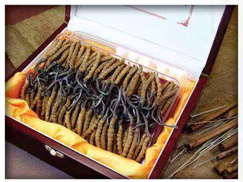 振安冬虫夏草回收